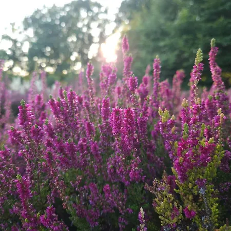 Apartment Heide Smile, *