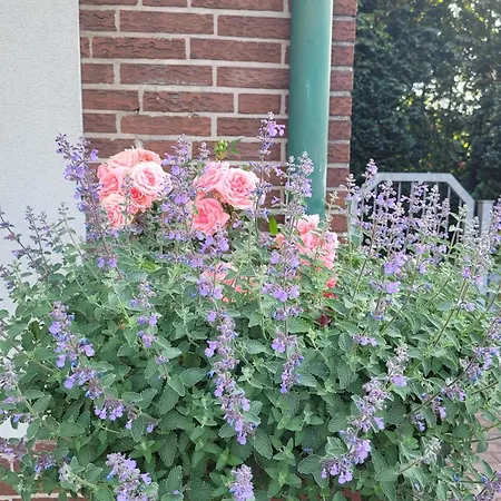 Heide Smile, Apartment *