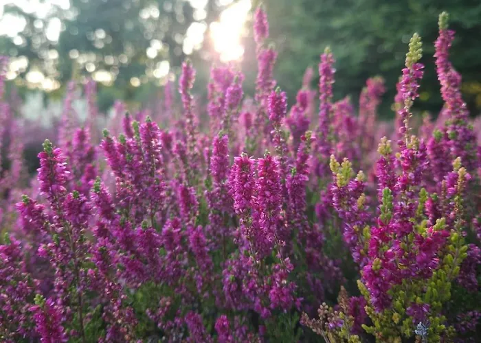 公寓 Heide Smile, *